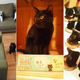 Illustration for article titled A Japanese Cat Cafe That Specializes in Black Cats